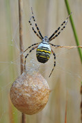 Wespspin (Argiope Br