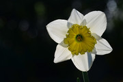 Narcis (Narcissus). 