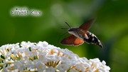 Kolibrievlinder (Mac