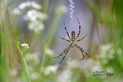 Wespspin (Argiope br