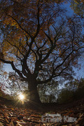 Heksenboom in Bladel