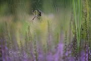 Wespspin (Argiope br