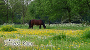 Paard in bloemenwei 